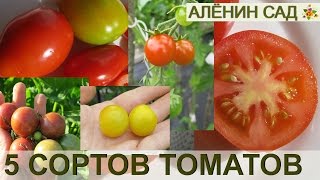 6 СОРТОВ ТОМАТОВ 🍅 ИЩУ ЛУЧШИЕ СОРТА ДЛЯ СЕБЯ [upl. by Ijies]