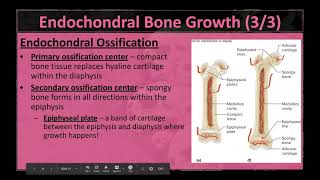 Anatomy Chapter 7  Bone Growth Processes amp Epiphyseal Plates [upl. by Alexa]