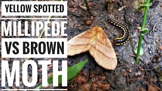 Yellow Spotted Millipede VS Brown Moth NMLand [upl. by Roby368]