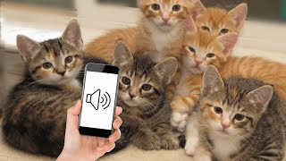 Sounds that attract kittens  Meow to make your kitten come to you [upl. by Herrick]