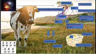 CICLO ESTRAL DE LA HEMBRA BOVINA [upl. by Redmer]