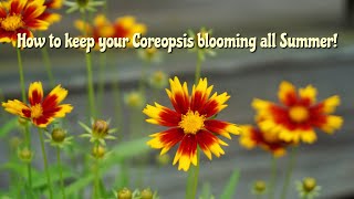 How to prune Coreopsis to keep it blooming all Summer  Gardening Vlog [upl. by Eltsyrhc]