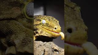 LEACHIANUS eats Waxworms leachianusgecko gecko [upl. by Yesrej]