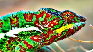 How Do Chameleons Change Color [upl. by Monika]