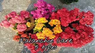 Kalanchoe double 5 types with overview amp care [upl. by Haelak421]