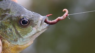 How to bait a Hook with a REAL worm [upl. by Bentlee681]