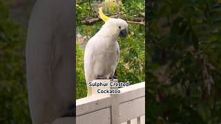 Adorable WILD Australian Cockatoo waits everyday to connect [upl. by Stanislas438]