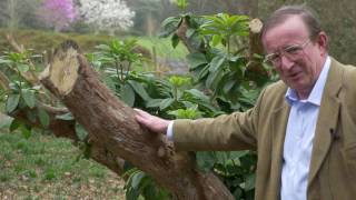 Pruning Rhododendron  Burncoose Nurseries [upl. by Akinet]