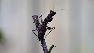 Mantids a predatory insects  Praying Mantis Insect [upl. by Brooke]