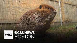 Gov Healey issues permit allowing Nibi the beaver to stay at wildlife rescue [upl. by Lalad483]