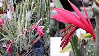 Bromeliad Care and Bloom Guide [upl. by Merola]