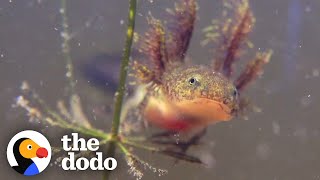 The Extraordinary Life Cycle Of A Salamander  The Dodo [upl. by Seira]