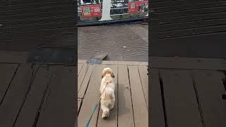 Tintin First Time Lonch E uthlo🐕 লঞ্চ এ উঠলো Tintin🐕  youtubeshorts doglover lonch speedboat [upl. by Pirali278]