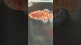 Beautiful killifish killifish fishtank aquariumfishfish aquarium aquatic aquaria fishaquarium [upl. by Simeon]