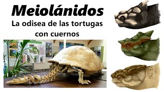 Meiolánidos ¡descubre a las tortugas gigantes con cuernos [upl. by Myrwyn]