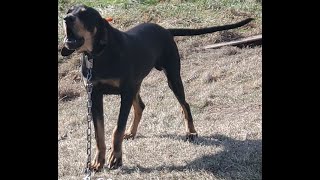 Beautiful Black amp Tan x Bluetick cross females available  105 months [upl. by Olihs]