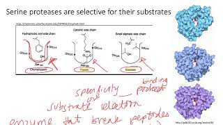 Enzymes Serine Proteases Dr Terrell [upl. by Airamesor]