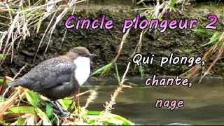 CINCLE PLONGEUR N° 2  Plongeons de face [upl. by Xino717]