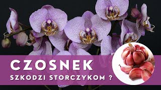 Stosowanie CZOSNKU w uprawie i pielęgnacji STORCZYKÓW🌱 Uważaj co robisz [upl. by Andra10]