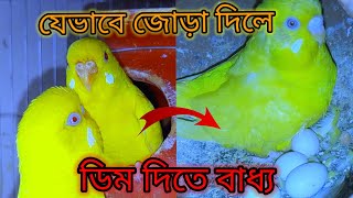 বাজরিগার পাখি জোড়া দেওয়ার দারুণ কৌশল। পাখি ডিম দিতে বাধ্য। [upl. by Hayes]