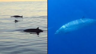 Was a New Whale Species Just Discovered [upl. by Larissa]