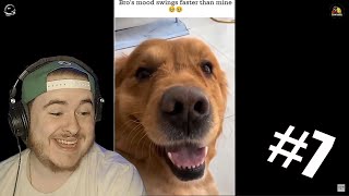 OFFENSIVE MEMES THAT YOUR DOG LIKES  Reactions 7 [upl. by Hux]