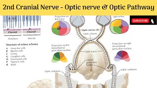 II Cranial Nerve  Optic Nerve  Formation Relations  Optic Pathway  Clinical Anatomy [upl. by Ardnnek]