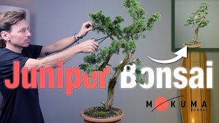 First Styling of a Chinese Juniper Bonsai [upl. by Yasnyl]