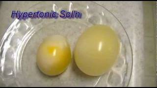 Egg Osmosis Hypertonic vs Hypotonic Solution [upl. by April]