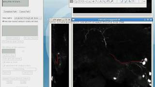 Simple Neurite Tracer  basic tracing [upl. by Anselmi826]