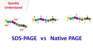 SDS PAGE vs Native PAGE [upl. by Servais]