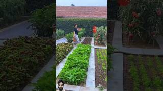 Best kitchen gardening for home  kitchen gardening at home  smallliving shorts [upl. by Johannah]