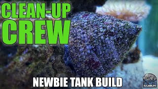 Choosing Your CLEANUP Crew Cleaner Shrimp Naussaurius Snails Hermit Crabs  Newbie Tank Build [upl. by Ahsiat271]