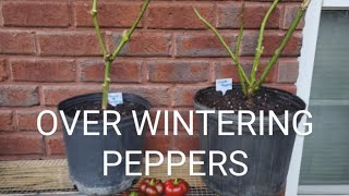 OVER WINTERING PEPPERS IN FALL [upl. by Acim822]