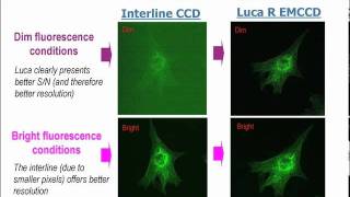 New Technologies for Confocal Live Cell Microscopy [upl. by Eran]