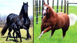 20 Most Powerful Horse Breeds in the World [upl. by Nylirek96]