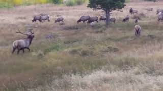 COLORADO ESTES PARK [upl. by Alag]