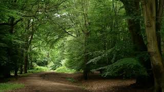 Epping Forest  English Country Dance [upl. by Ibrad424]