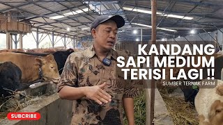 SAPI BARU DATANG LAGI ‼️ SIAP MENGISI KANDANG KELAS MEDIUM  SUMBER TERNAK FARM [upl. by Chas]