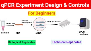 qPCR experiment design  Controls in qPCR  BiologyLectures [upl. by Leahplar874]