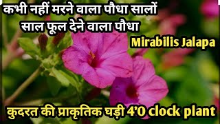 How to grow amp care 4O clockMirabilis Jalapa plantBusy plant lovers के लिए best flowering plant [upl. by Soluk]