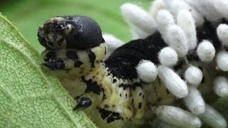 Hyperparasitoid Chalcid Wasps emerging from Braconid Wasp cocoons [upl. by Myrta180]