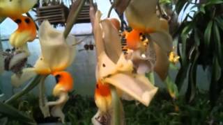 OrchidWeb  Stanhopea embreei [upl. by Cressi271]