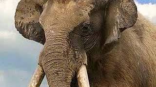 Straight Tusked Elephant Trumpet 🐘 🔊 [upl. by Landbert]