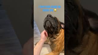 His teeth chatter when he’s reallllly excited viralvideo viral cute funny cuteanimals puppy [upl. by Newbold146]