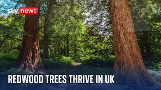 Tremendous trees World’s largest trees flourishing in UK [upl. by Maria]