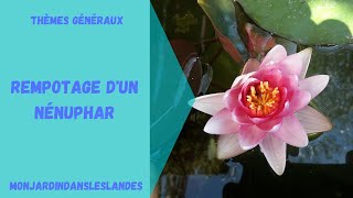 Conseils pour planter un nénuphar nénufar  Monjardindansleslandes [upl. by Illene]