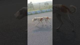 Funny Dog Running 🐕😂  Dog head stuked inside the jar shorts dog funny [upl. by Aeht839]