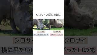 【2番目の雑学】大きい動物 怒らせないで 役に立つ雑学 shorts [upl. by Ahsan]