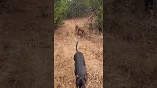 Walking continued subscribe dog dogactivity youtubeshorts shorts [upl. by Constantine]